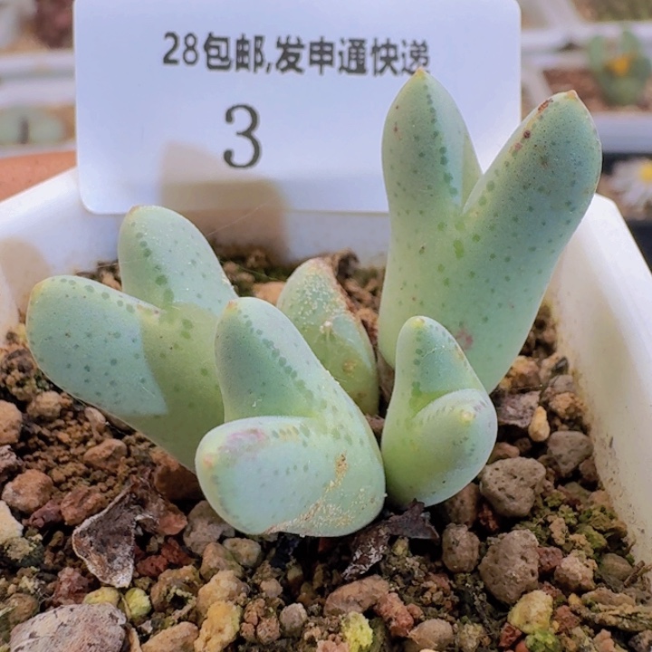 3。                