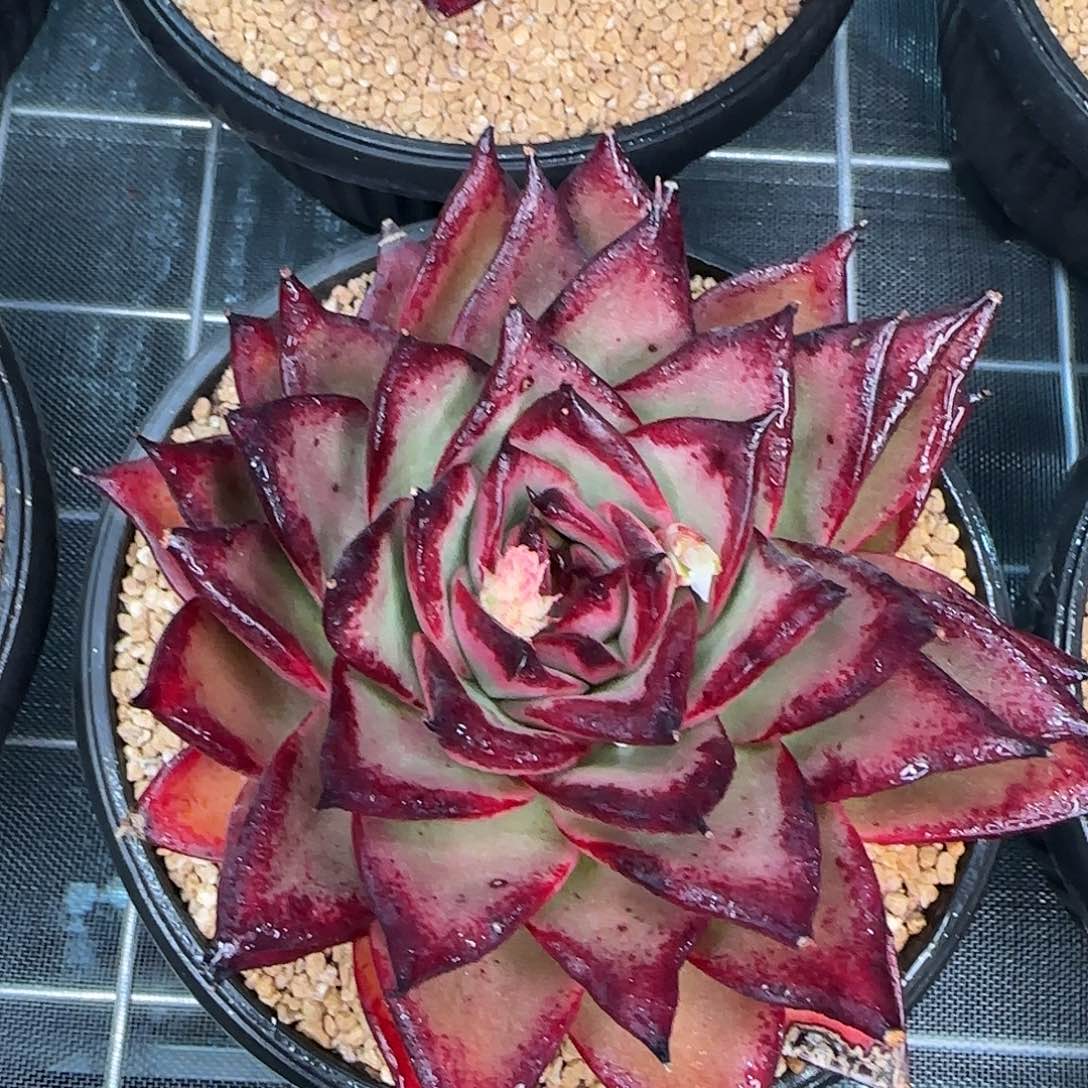 从前慢花园精选麦比乌斯