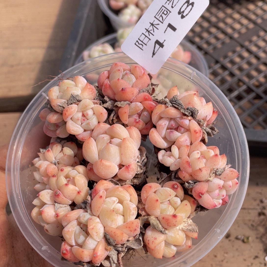 多肉植物多肉植物418