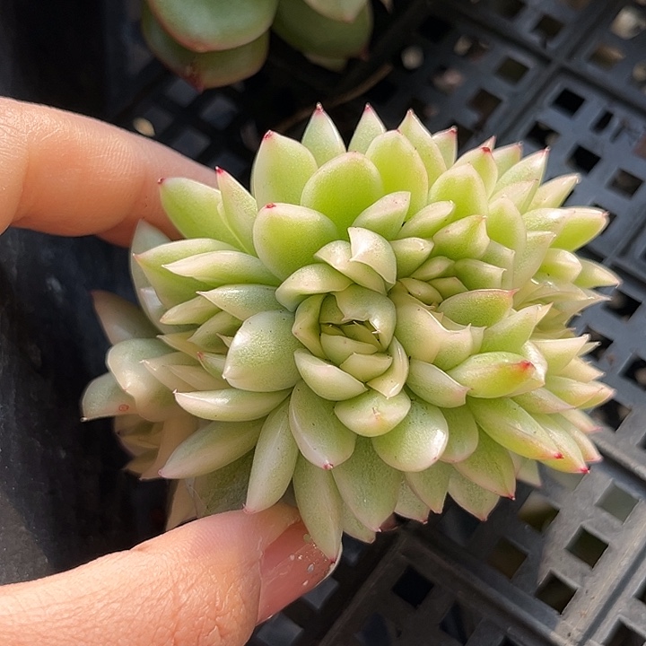 东云锦缀多肉植物