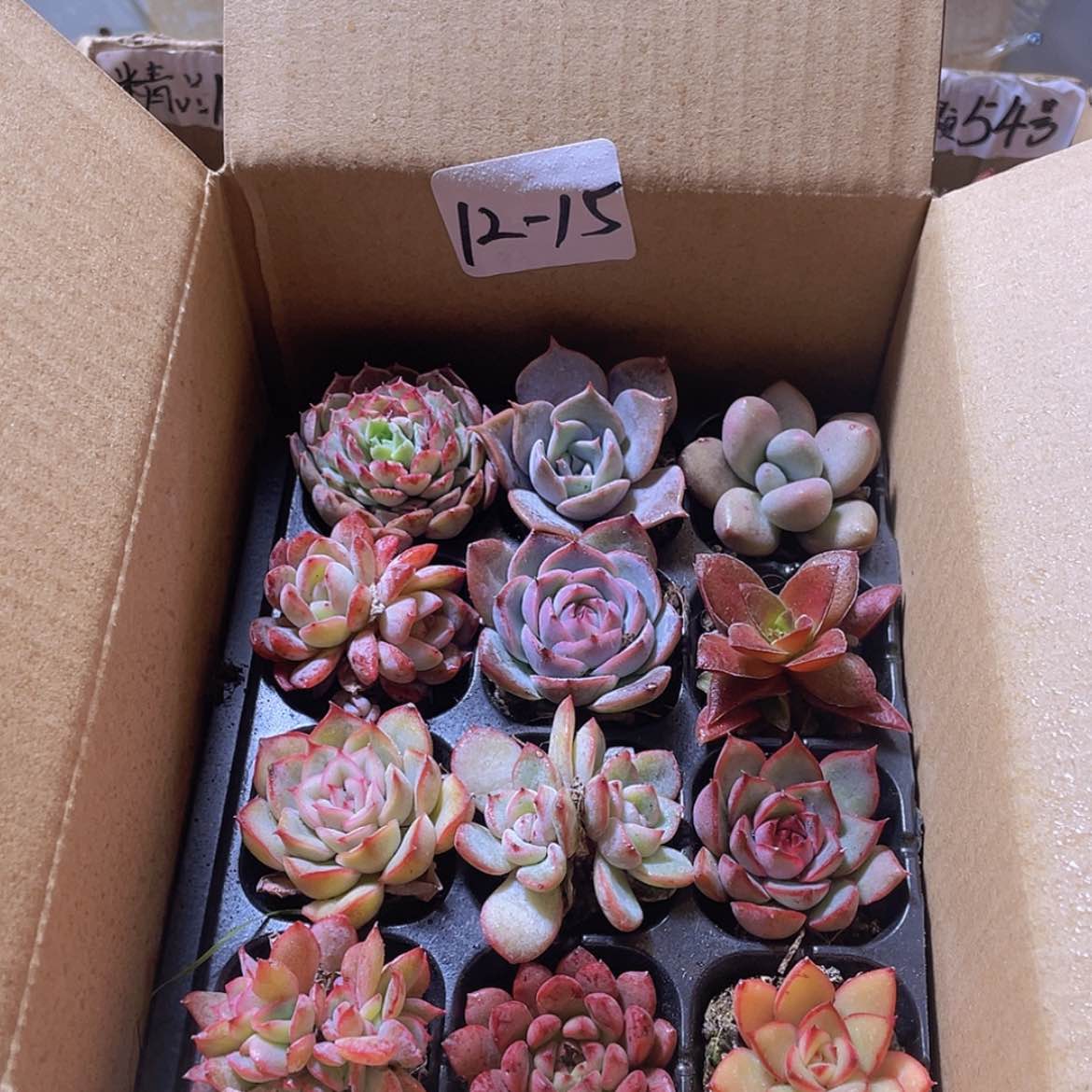 【闪购商品】12颗-15