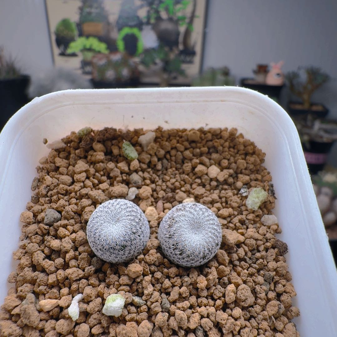 605实生伊朗丸两颗仙人球