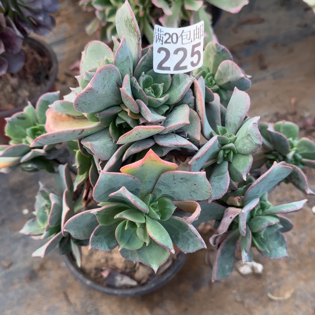 粉仙桃225满20包邮断枝不包会氧化黑斑