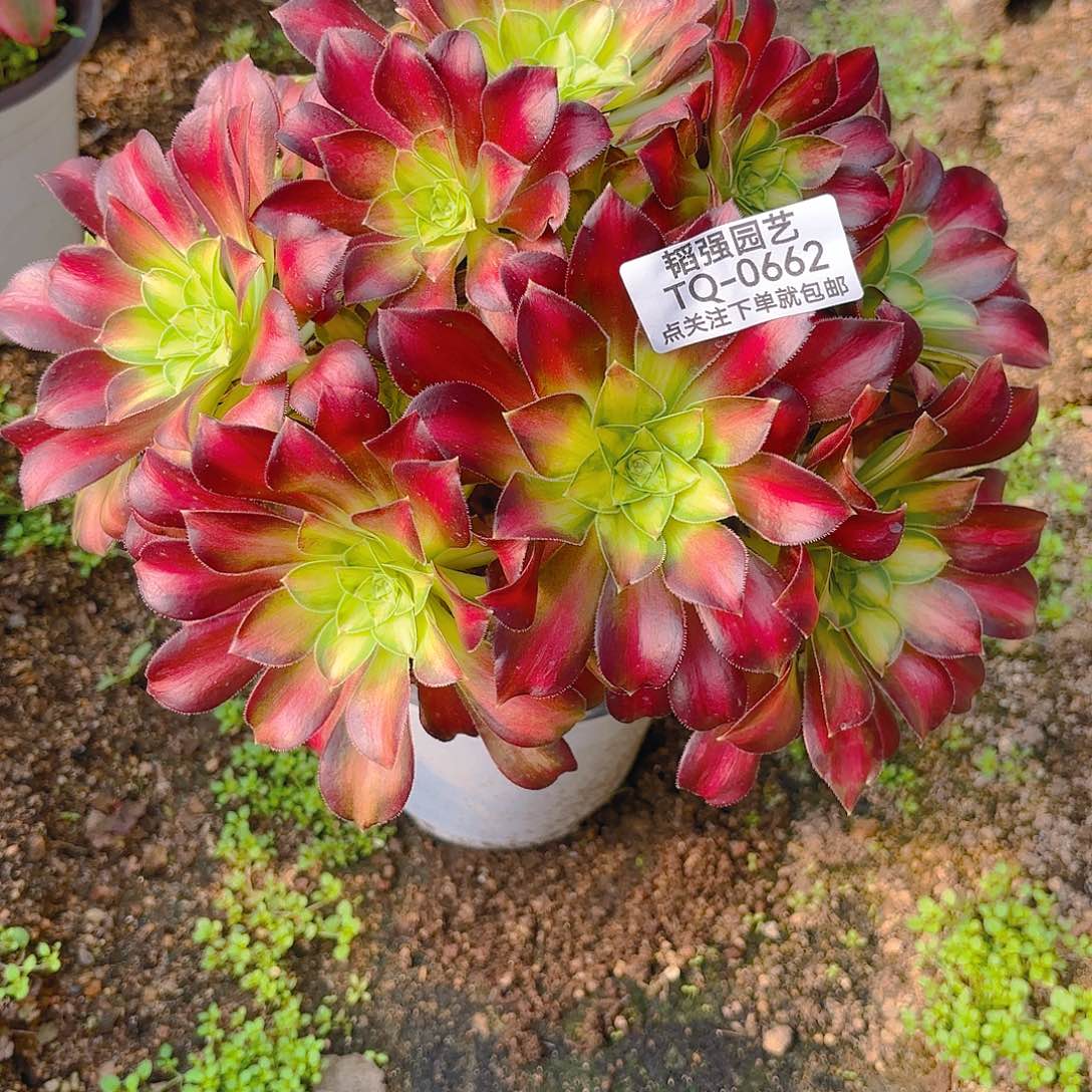 韶华多肉植物662