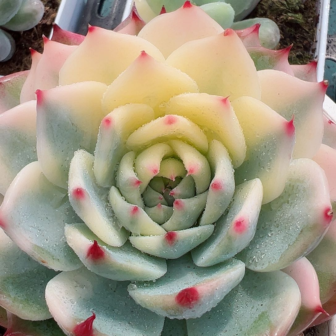 吉娃娃锦，多肉植物