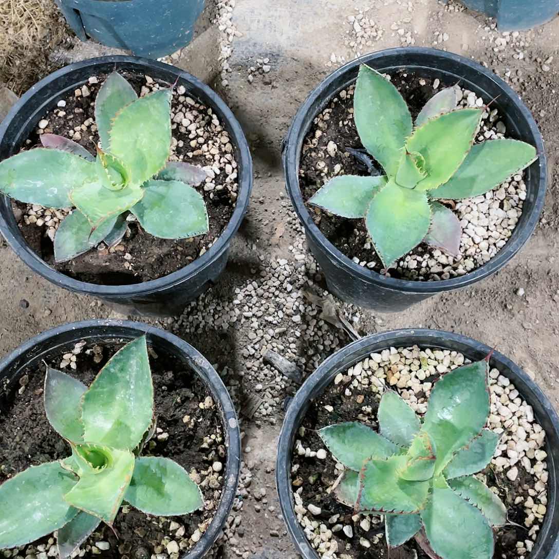 火焰蕾丝小颗龙舌兰包邮