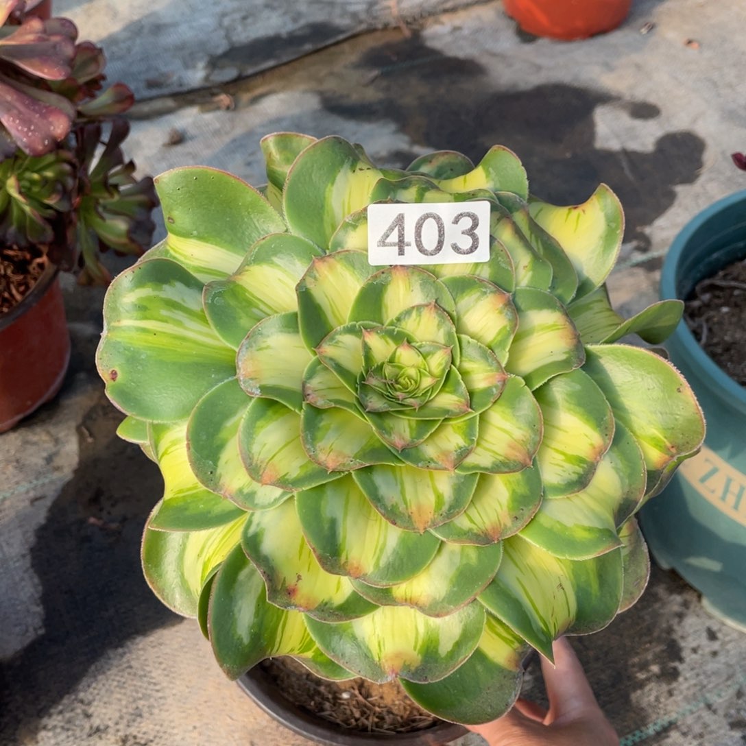 暴君多肉植物老桩