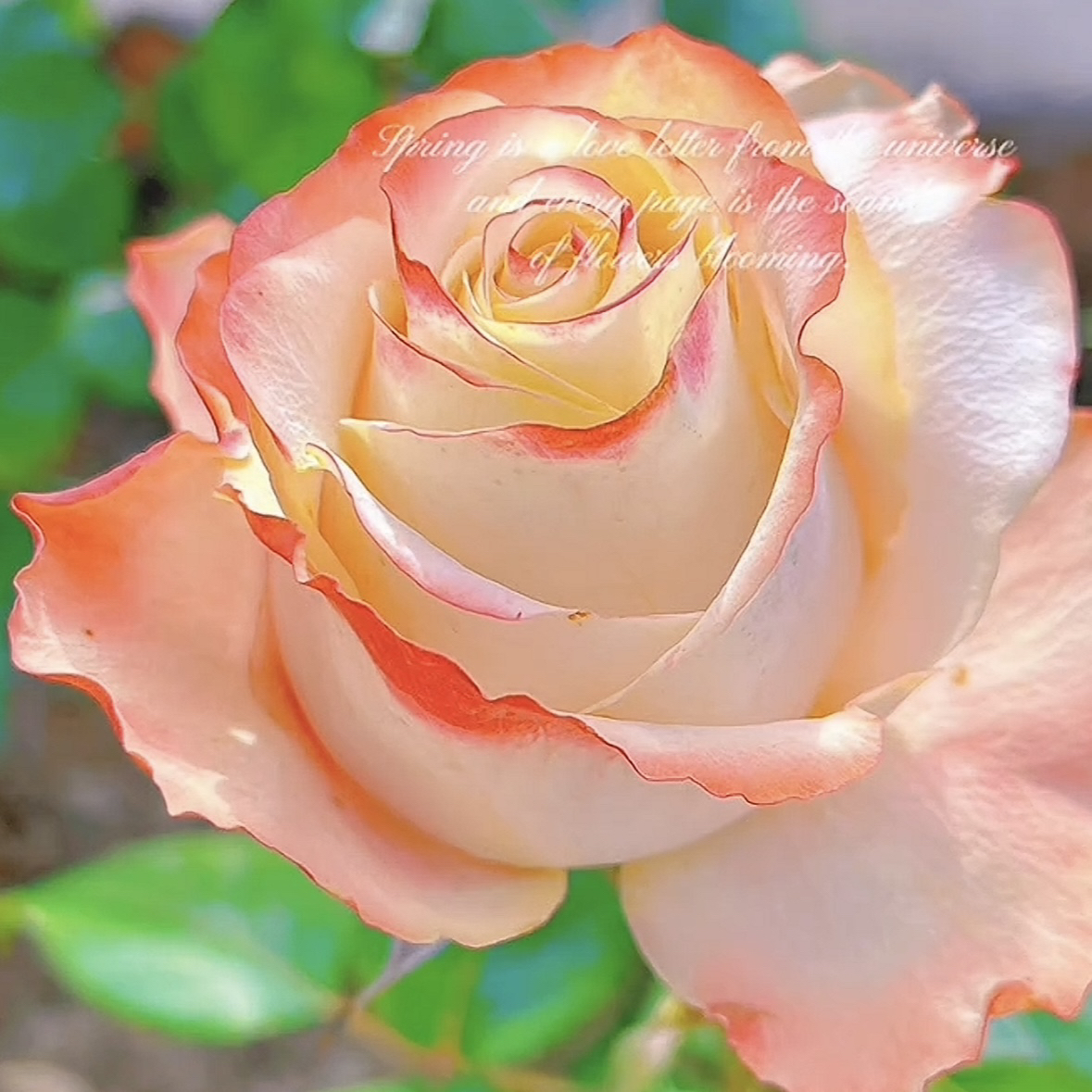 冒险/阿凡达 月季花 玫瑰花 盆栽花卉植物 四季开花