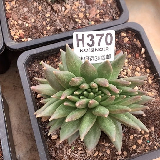 布丁缀化370 全场亏本处理退款拉黑7-8天发货