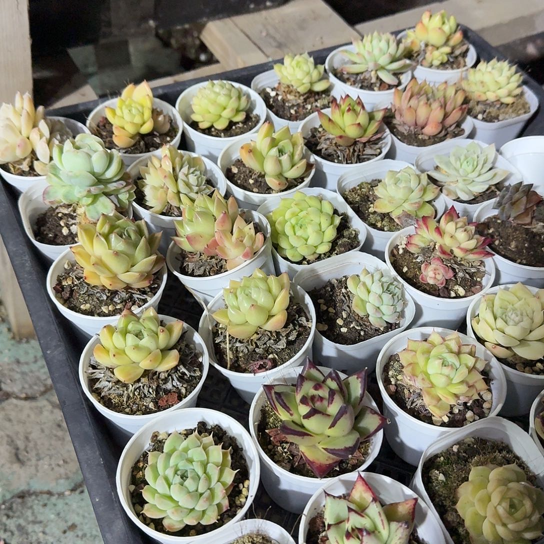 十棵长精品多肉植物