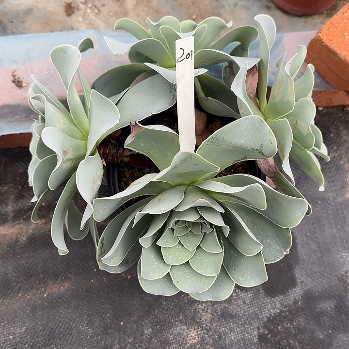 山地玫瑰一物一拍，脱土发，201号，不包断侧芽