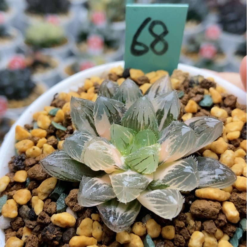 【闪购商品】68赤线锦