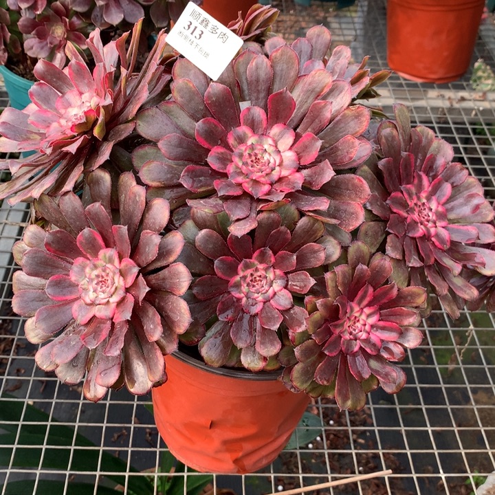 313黑天使多肉植物特价