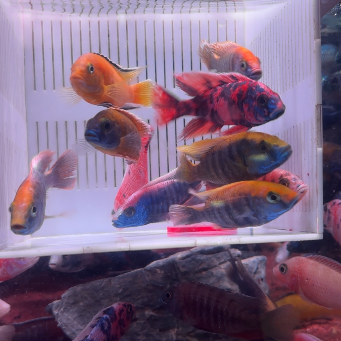 慈鲷鱼直播99号12条其中备损2条