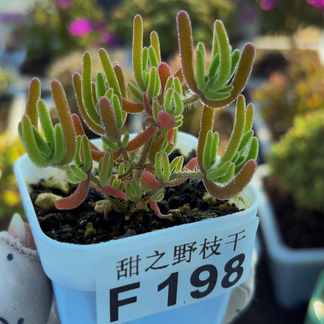 荧光兔枝干198。 