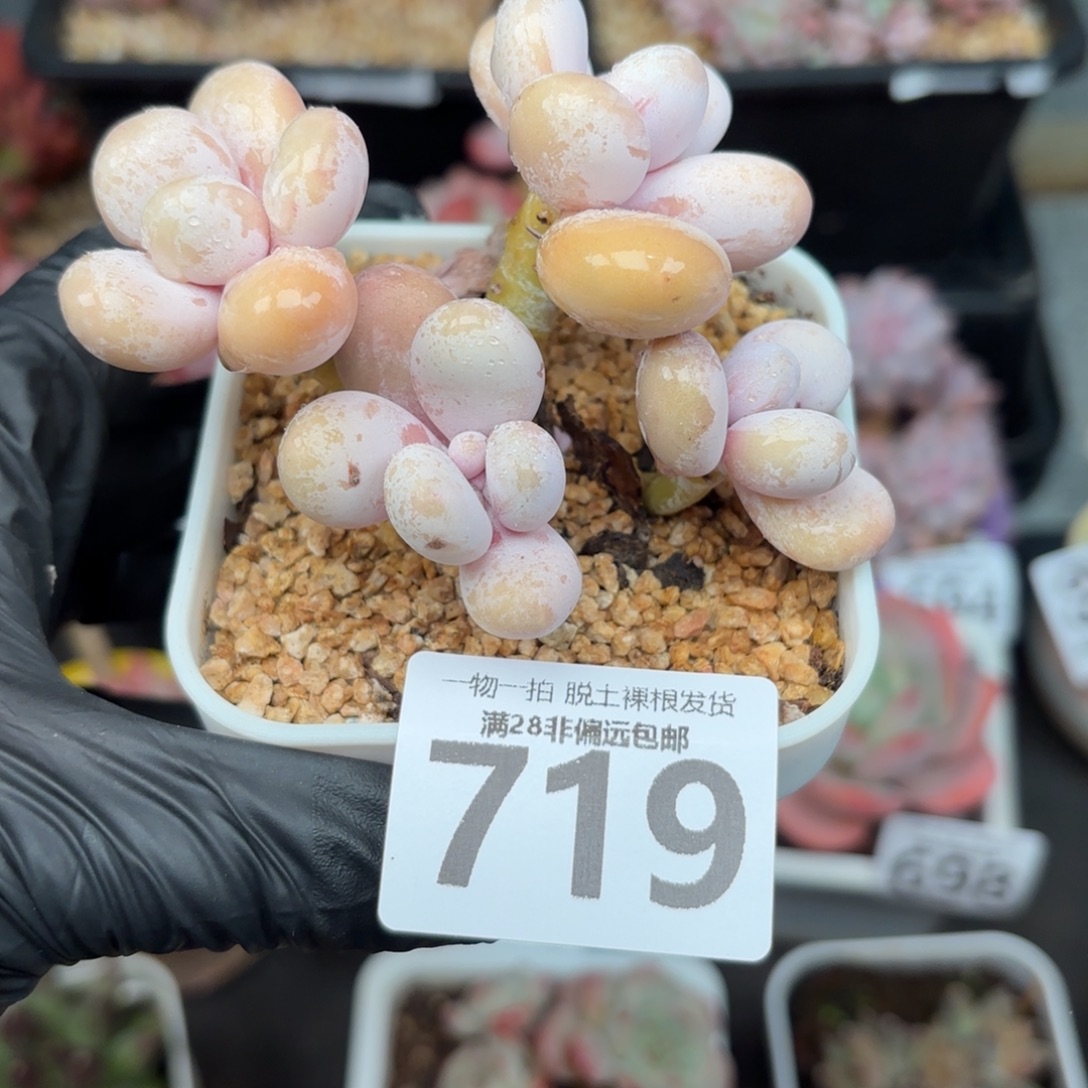 蛋黄奶无盆土发货