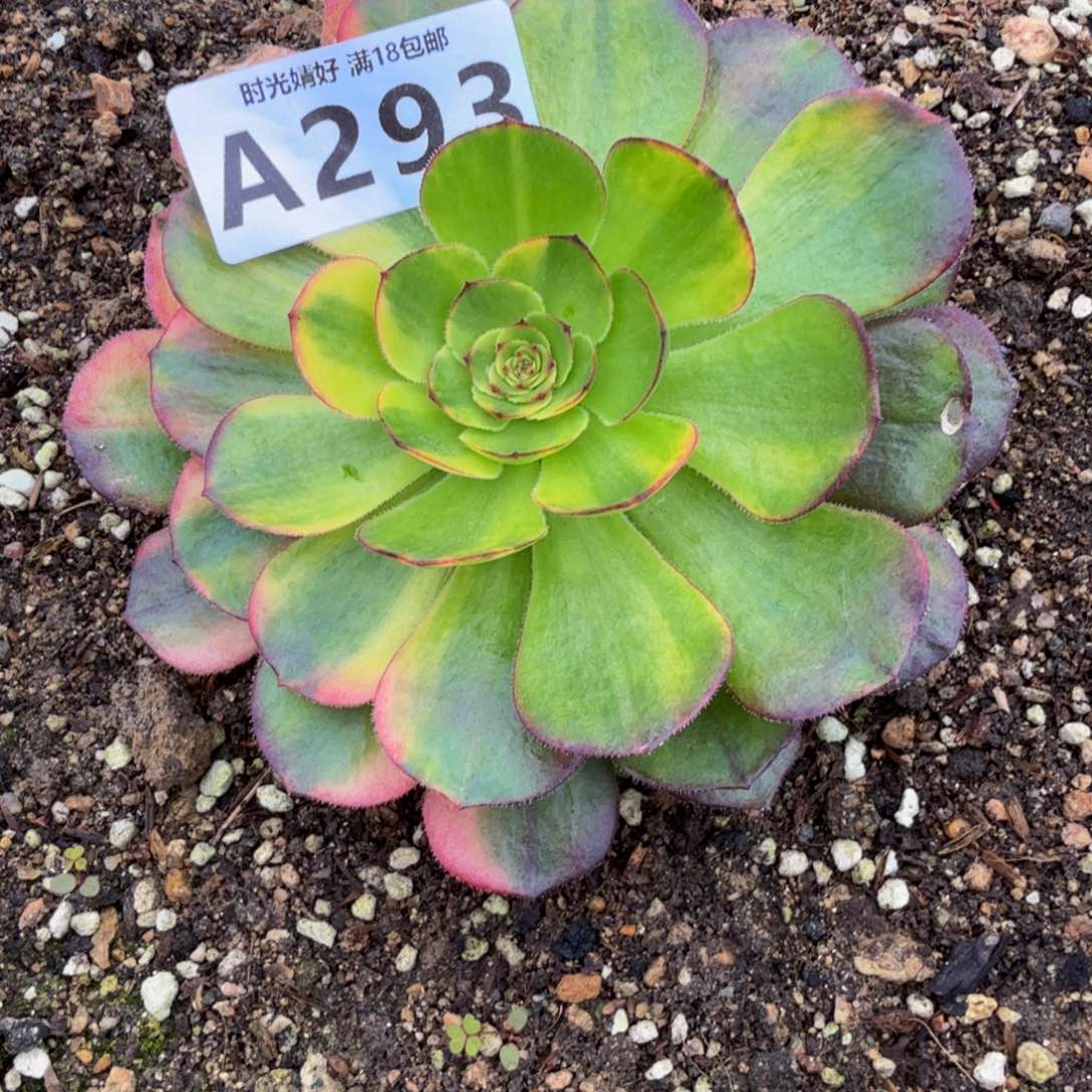 边**枫293万七彩，2号棚。多肉植物