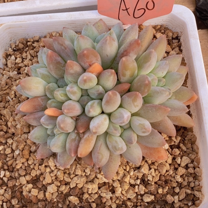 我要的东西不需要任何