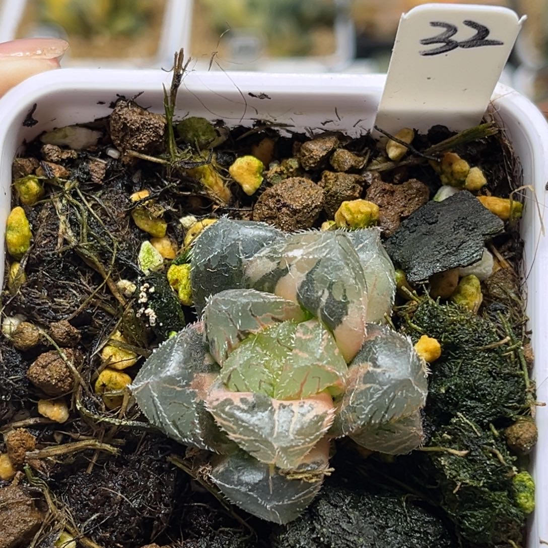 钓***者32努力比亚毛玉露锦福利专场