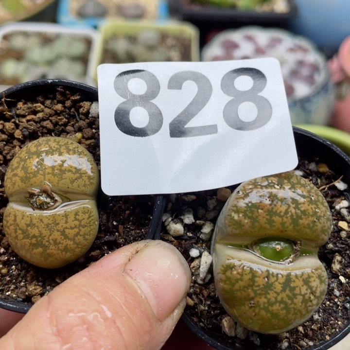 828母本黄绿紫勋