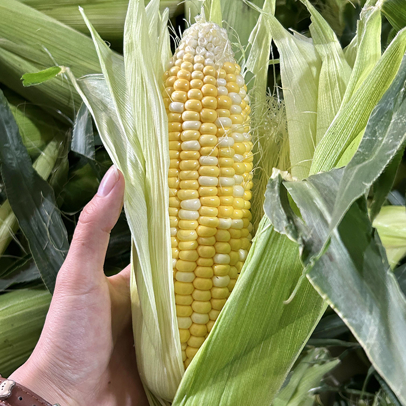 【l烂果包赔】云南新鲜金银双色水果玉米现摘现发清甜带皮带壳带须