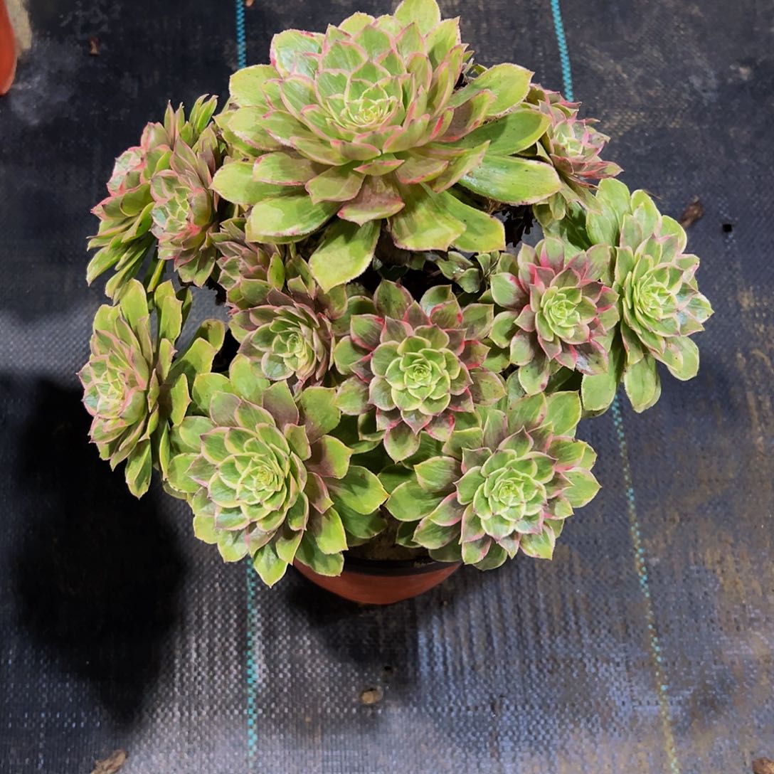 老庄莲花座法师20.8