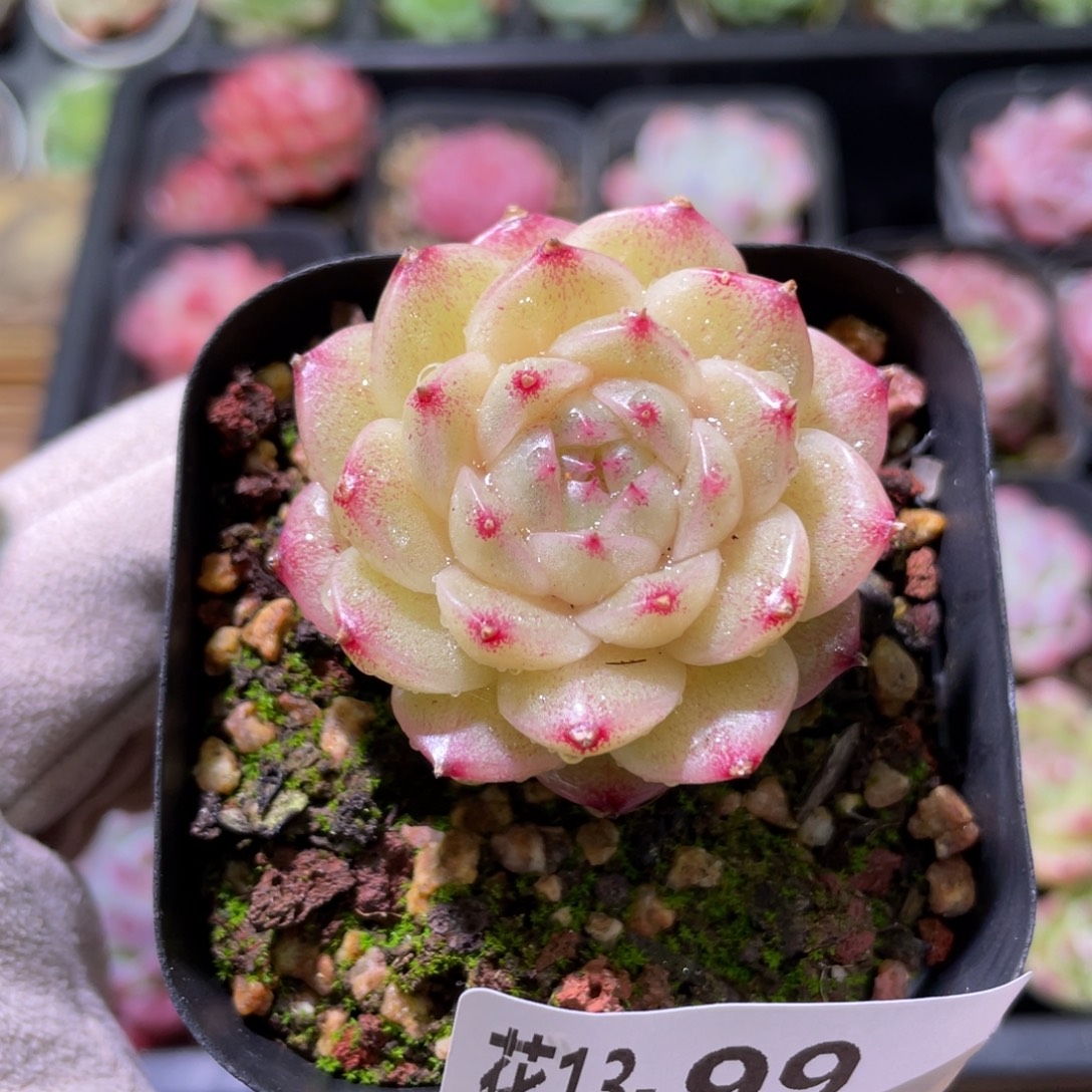 花利美13-99麦秆  微瑕