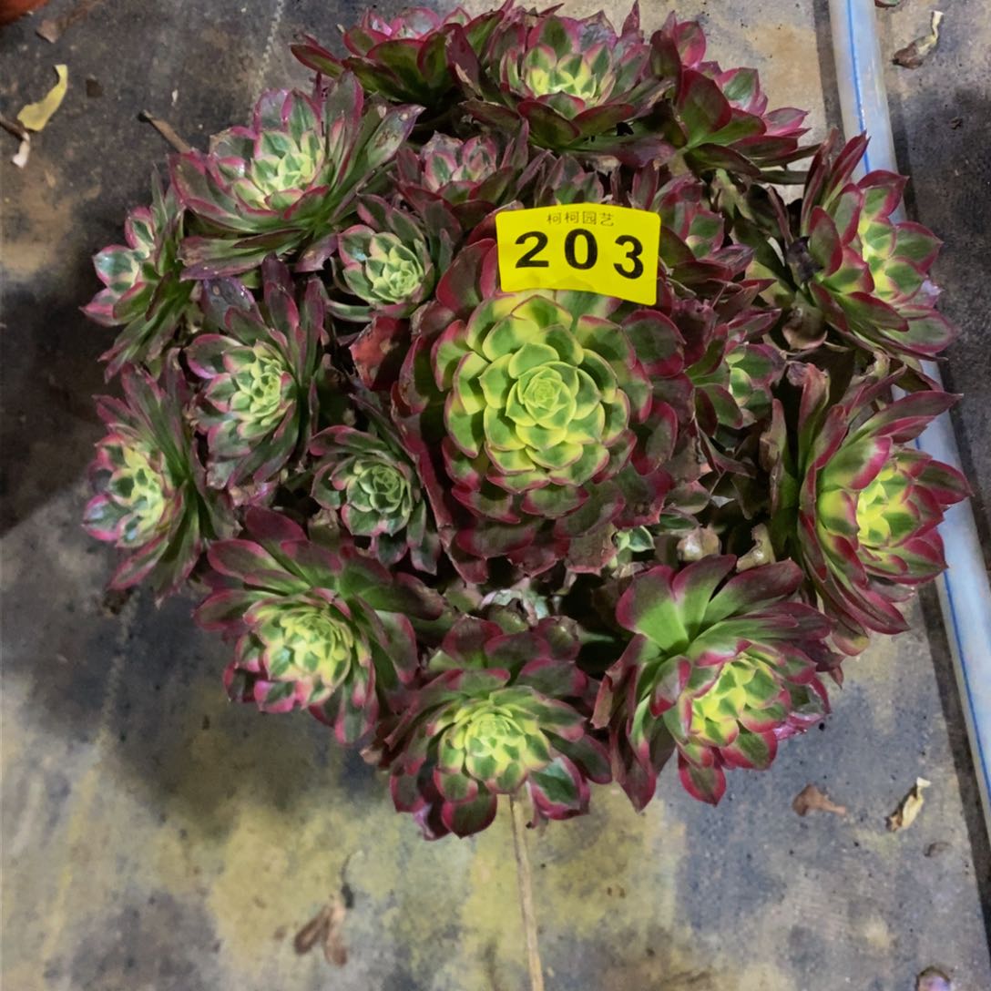 玉多肉0000203孔雀翎