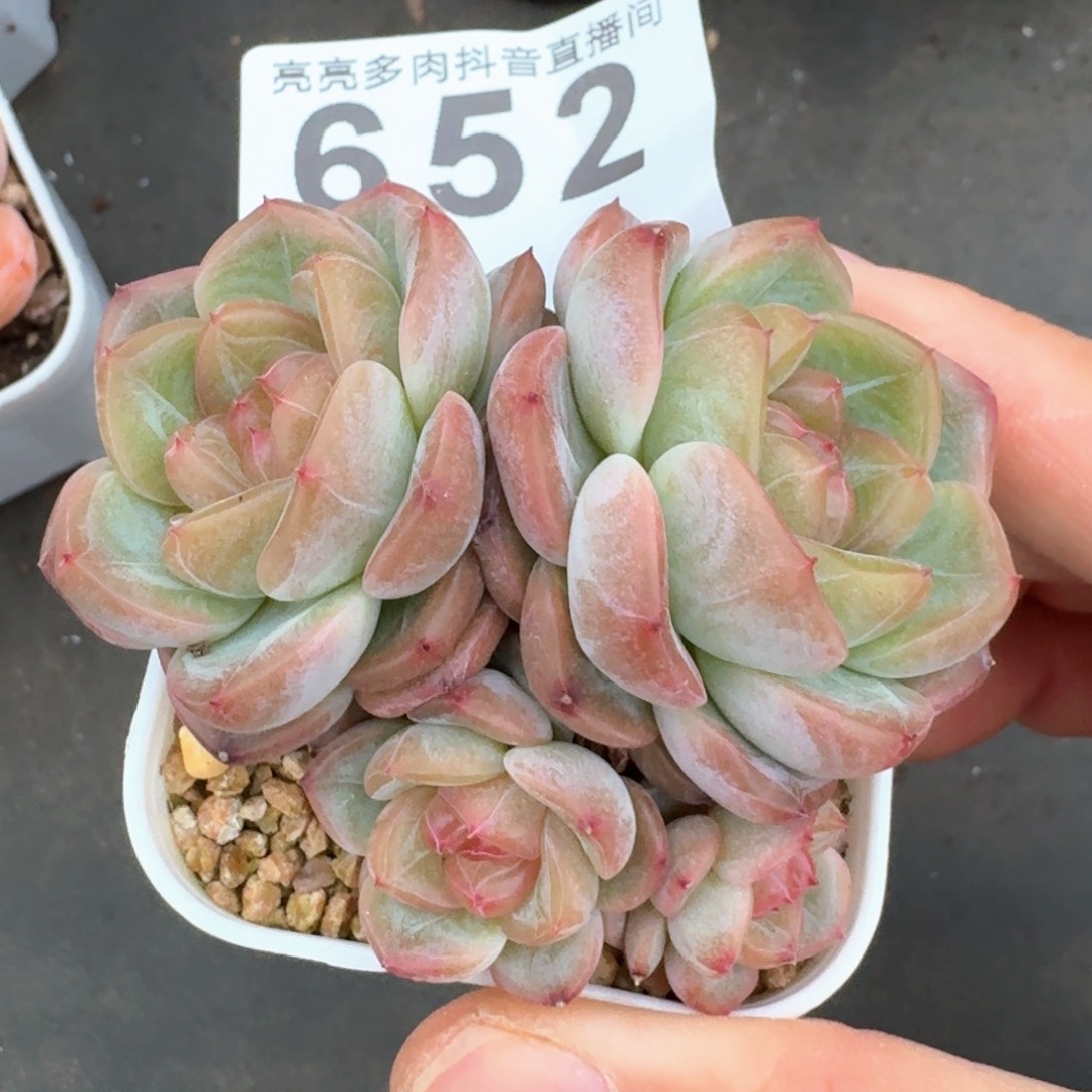 甜心群生         多肉植物