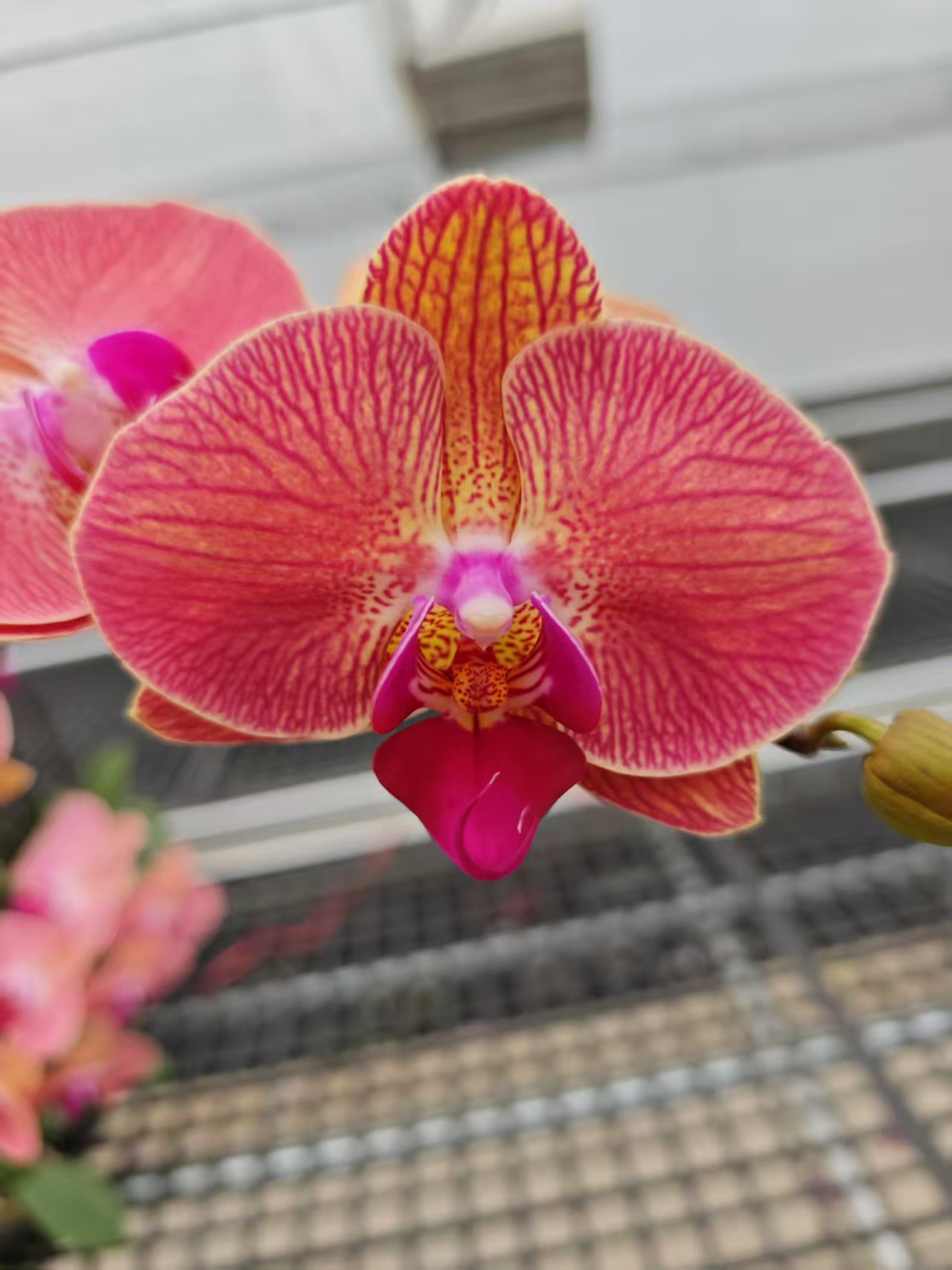 高品质橙色蝴蝶兰【心想事成】带花剑带花苞四季开花室内好养盆栽