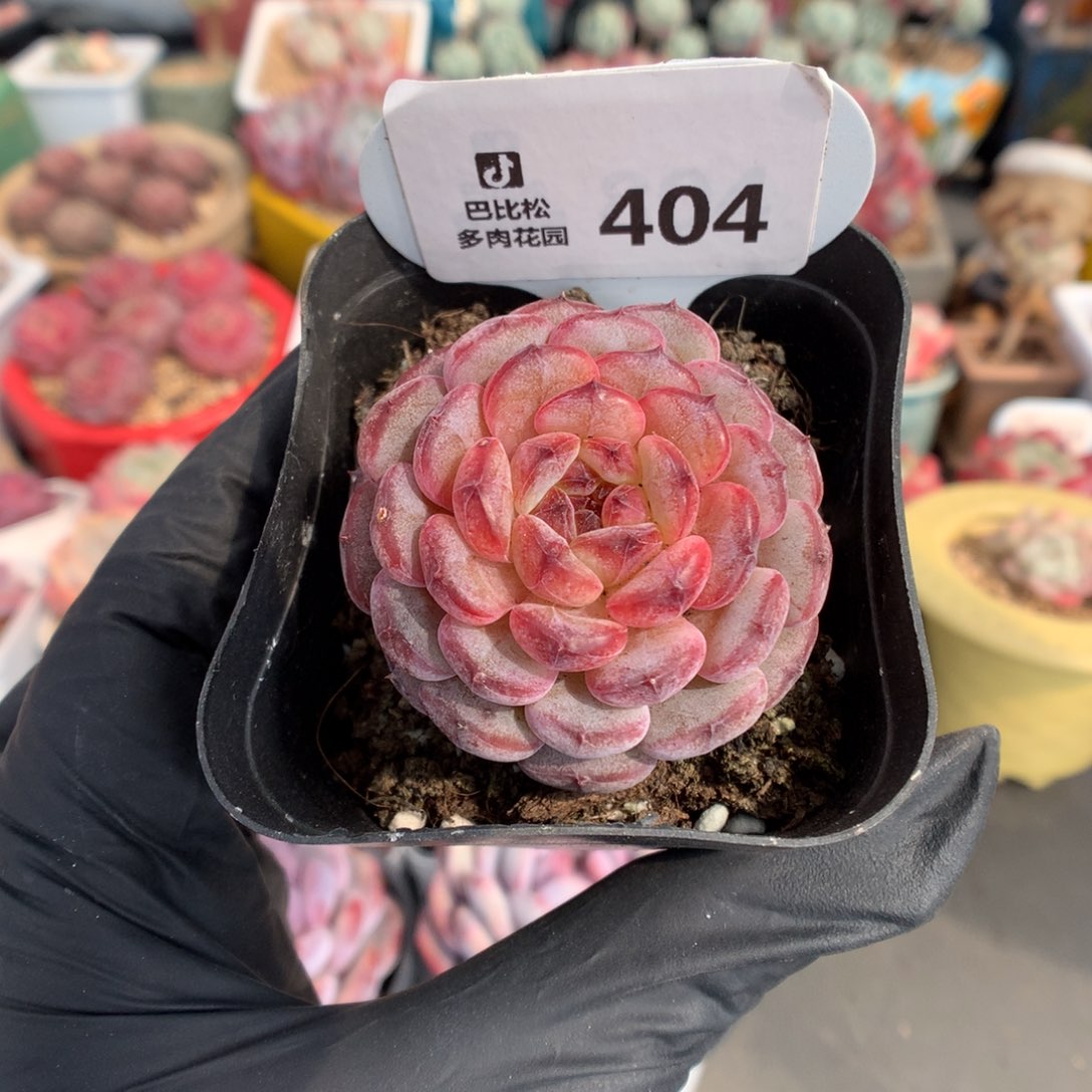 404 白胖子多肉多肉