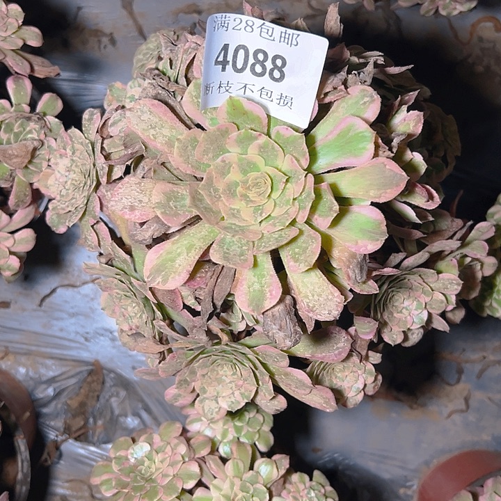李***活4088.94霁月两颗多肉植物