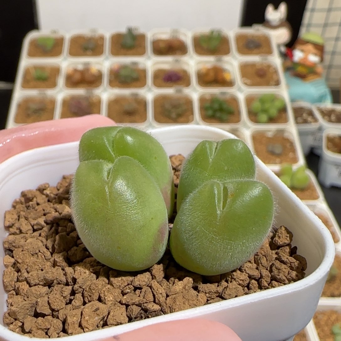 肉锥多肉植物组合-长毛翠滴155