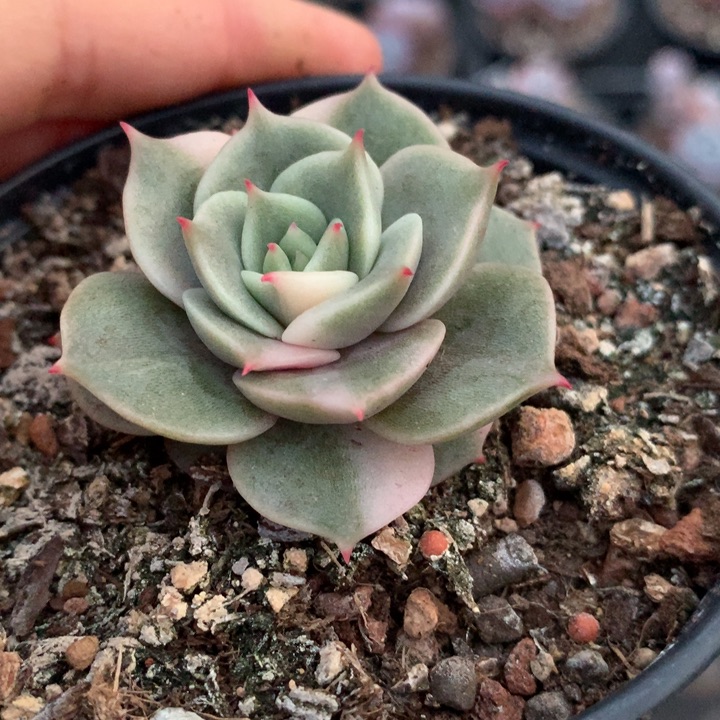 贝加尔湖多肉植物