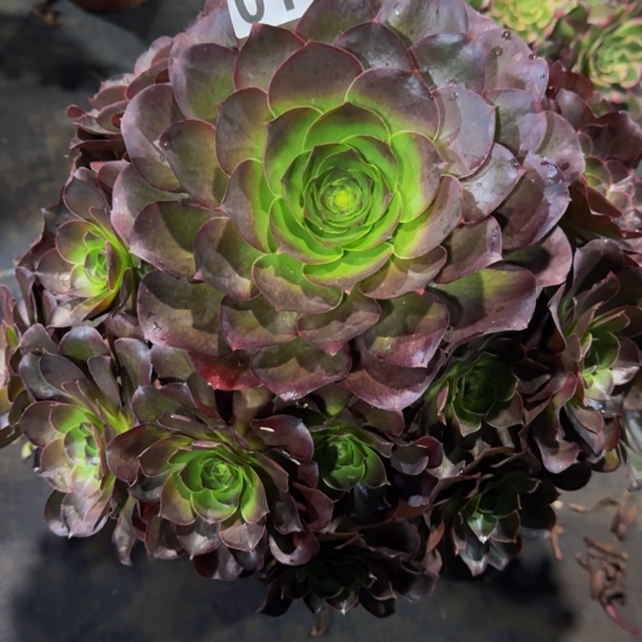 魅金玫瑰01300000000