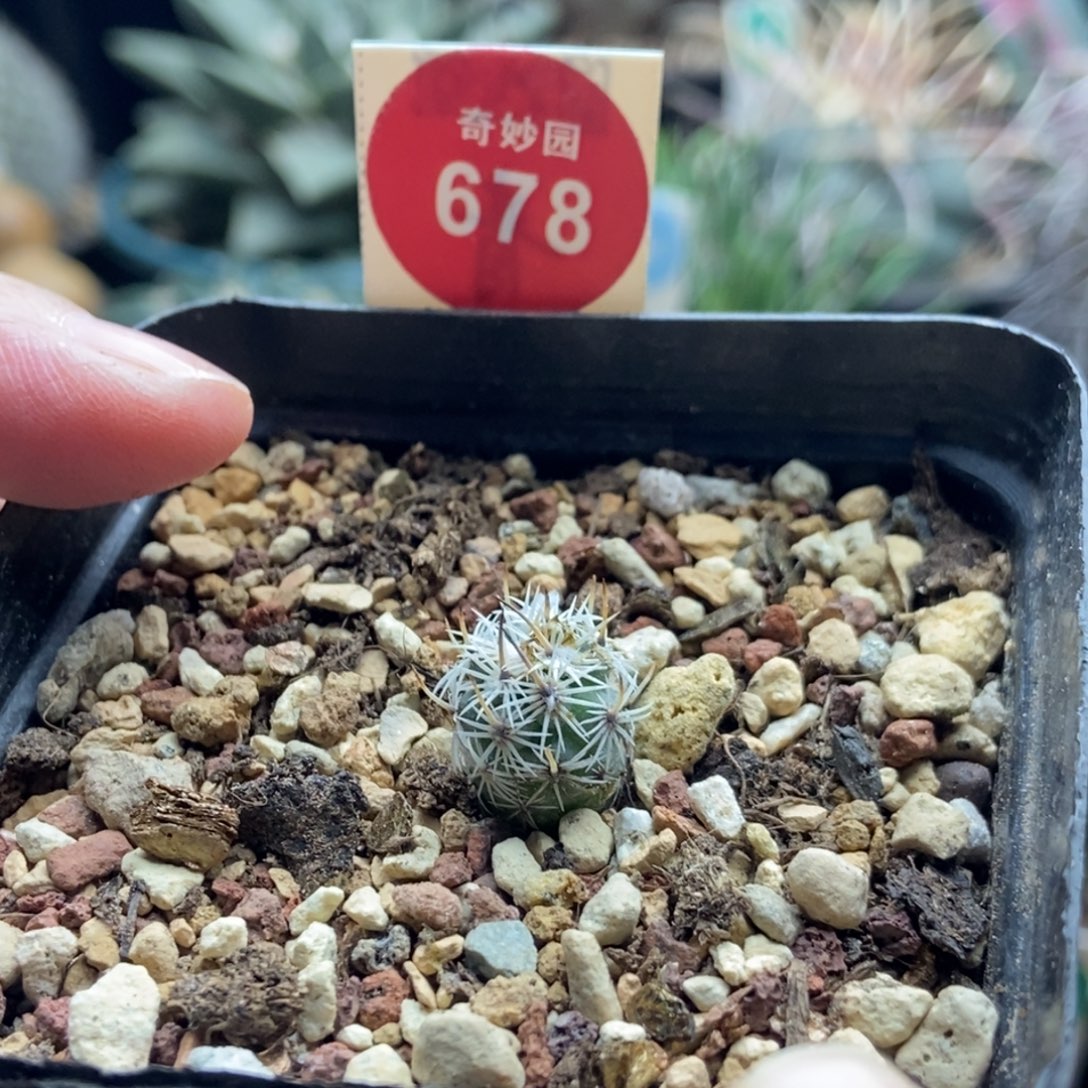 实生带中刺滕荣丸1.2cm