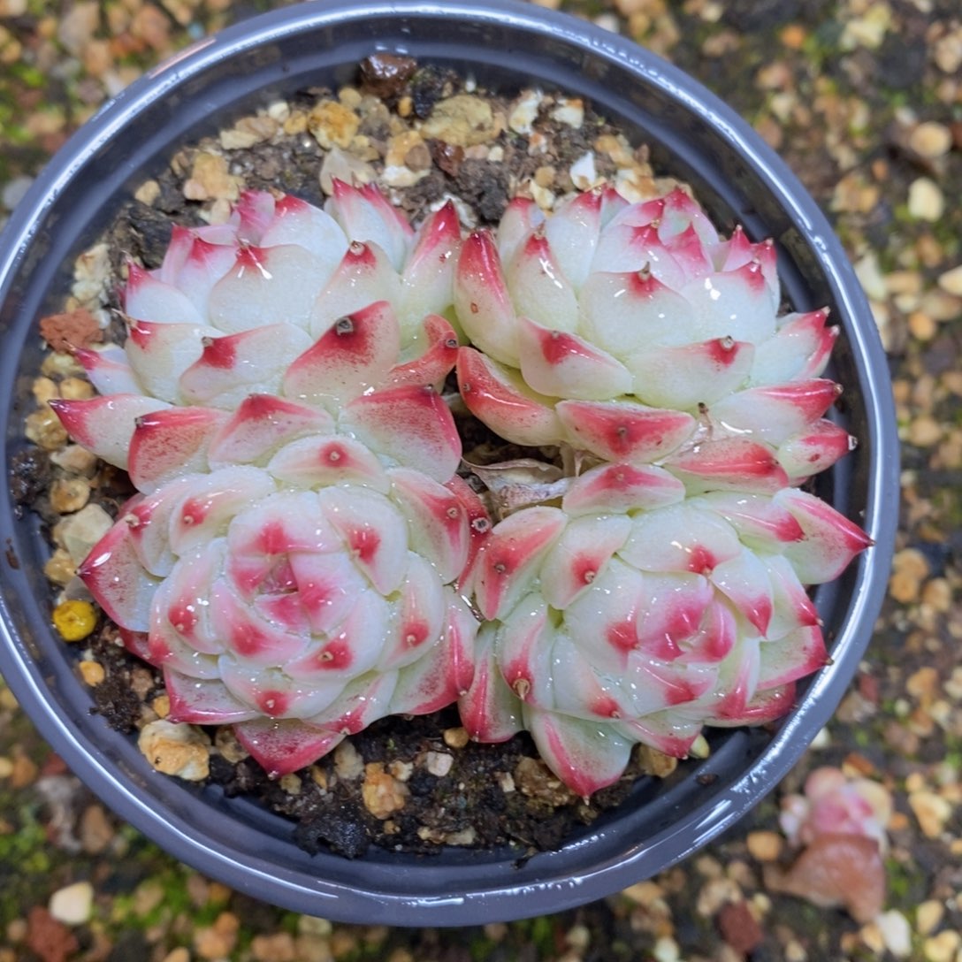 可问主播品种，下滑链接更多品种多肉选择