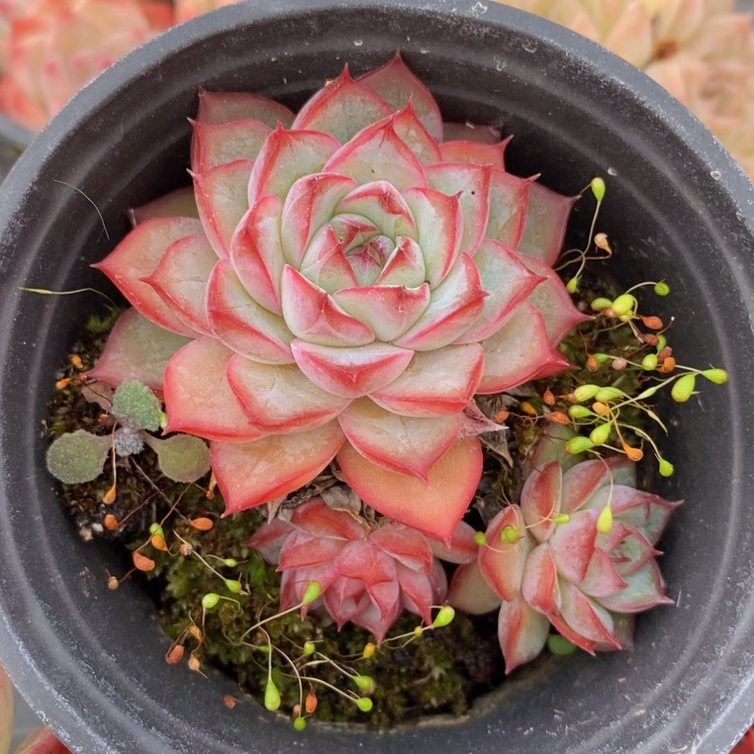 可问主播品种，下滑链接更多品种多肉选择