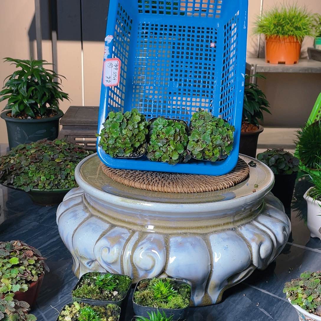 【闪购商品】不开花植物