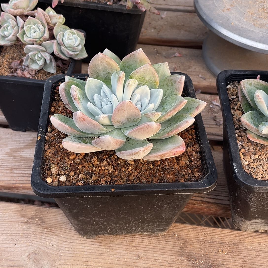 晨溪园艺仙女杯呀