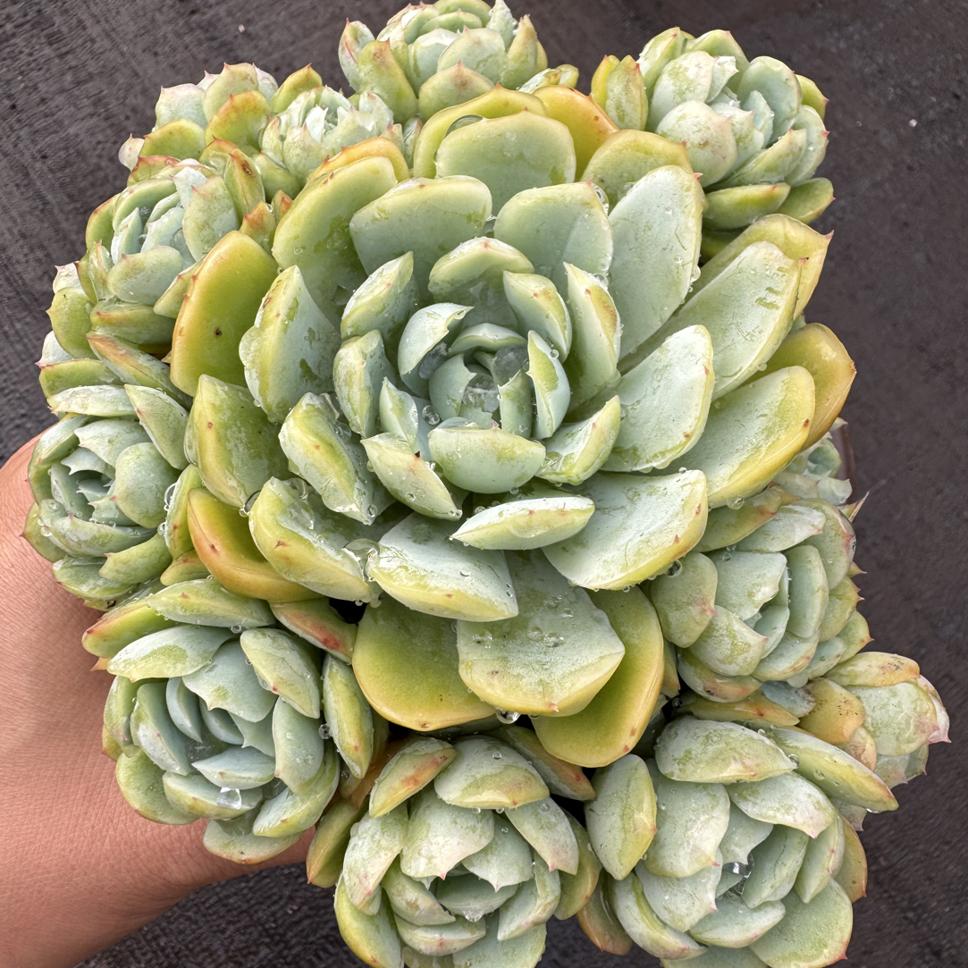 贝瑞带半土发货以直播标准为 满15包邮不满到付