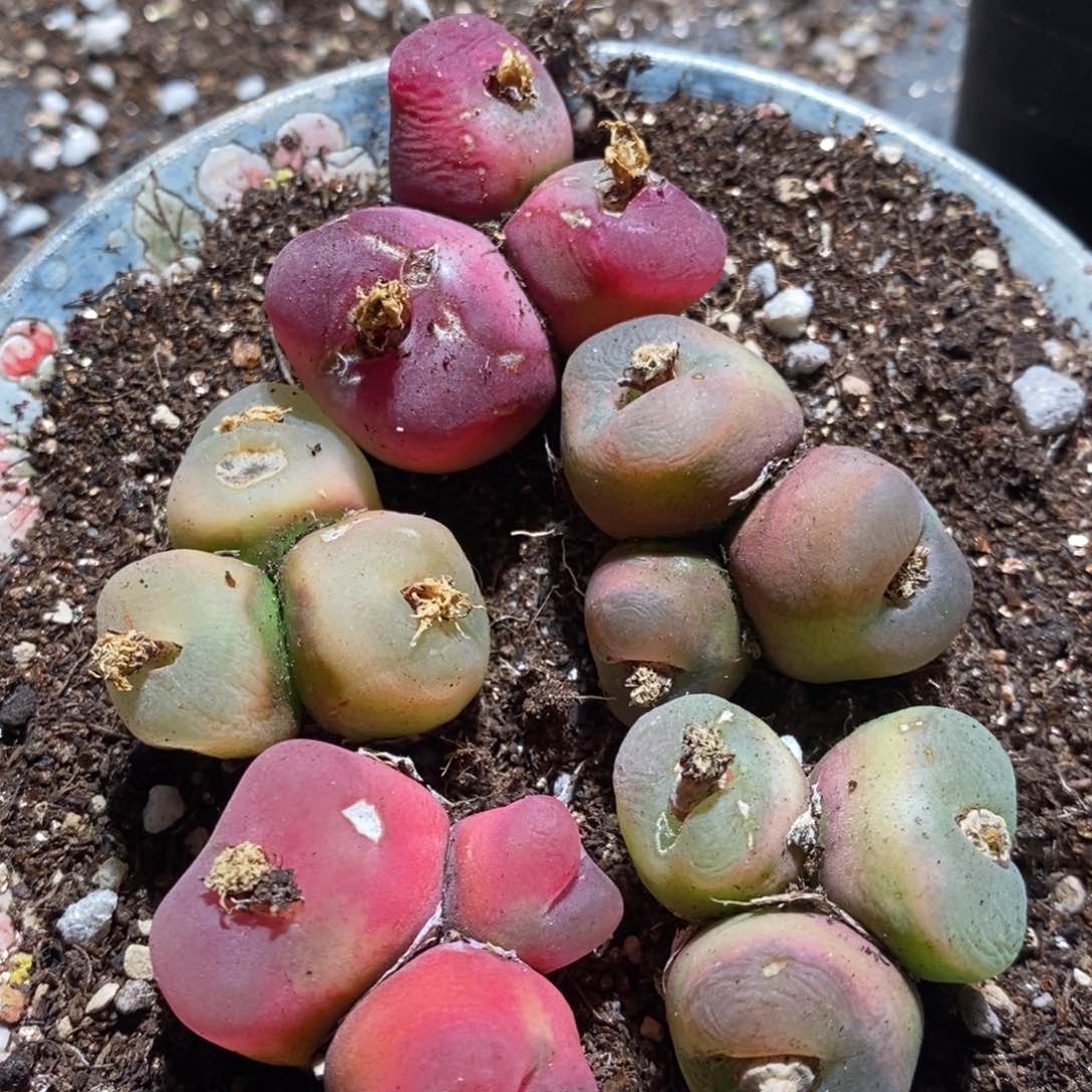 9153有伤一组一组