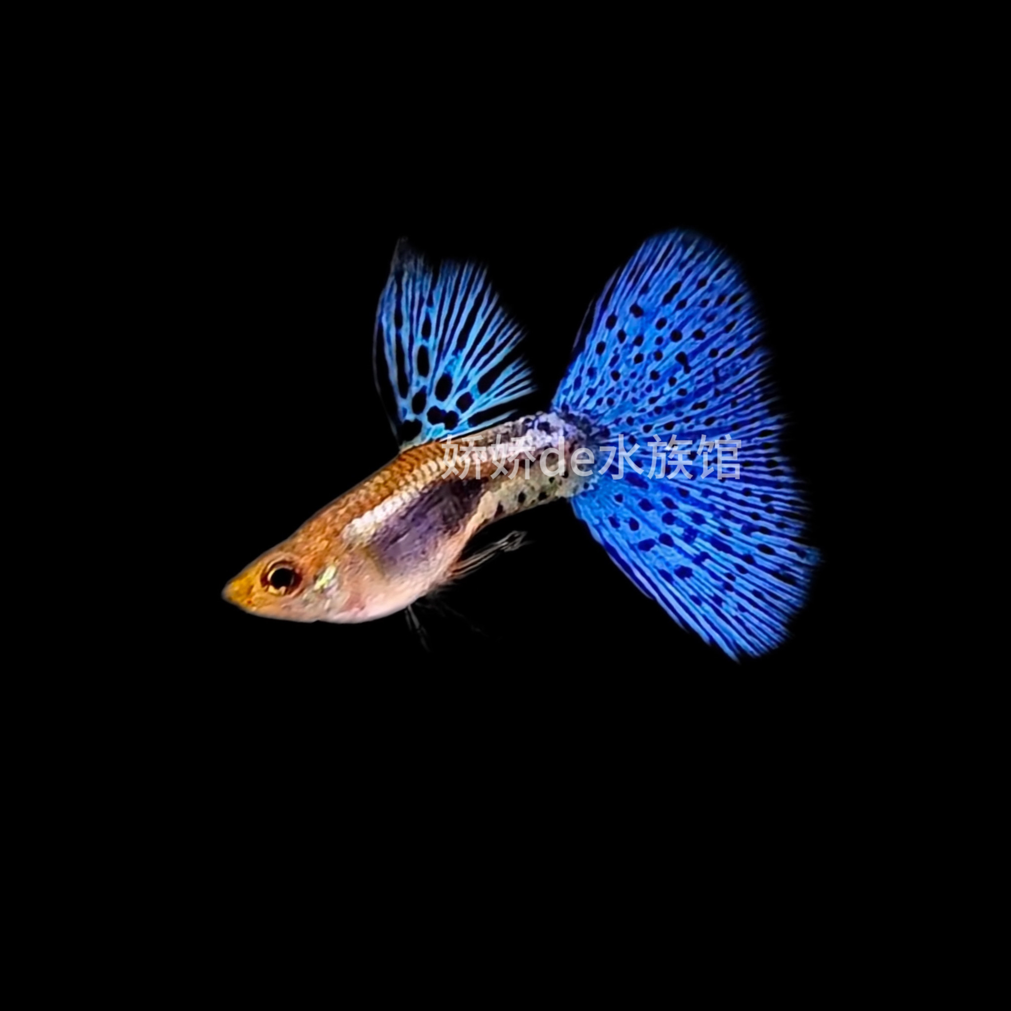 兰草孔雀鱼观赏鱼 小型热带观赏鱼活体