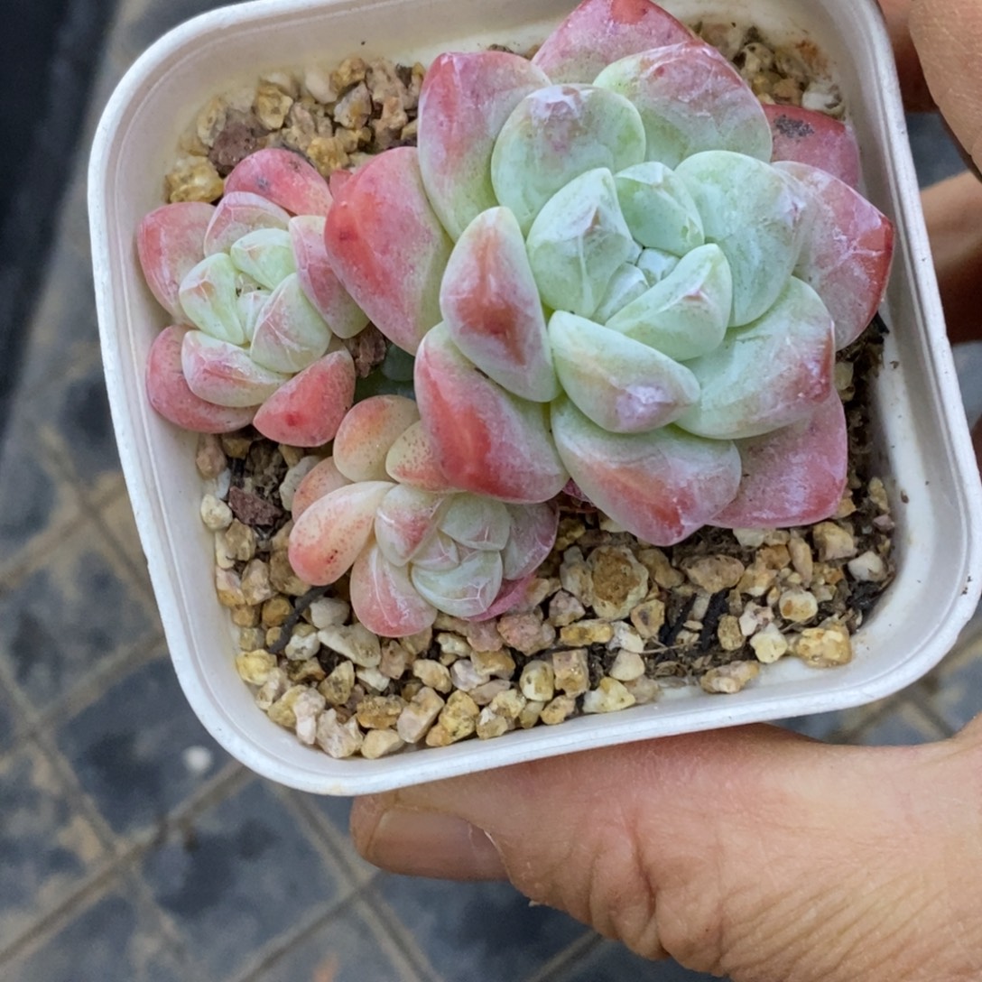 精品多肉一物一拍不包整221
