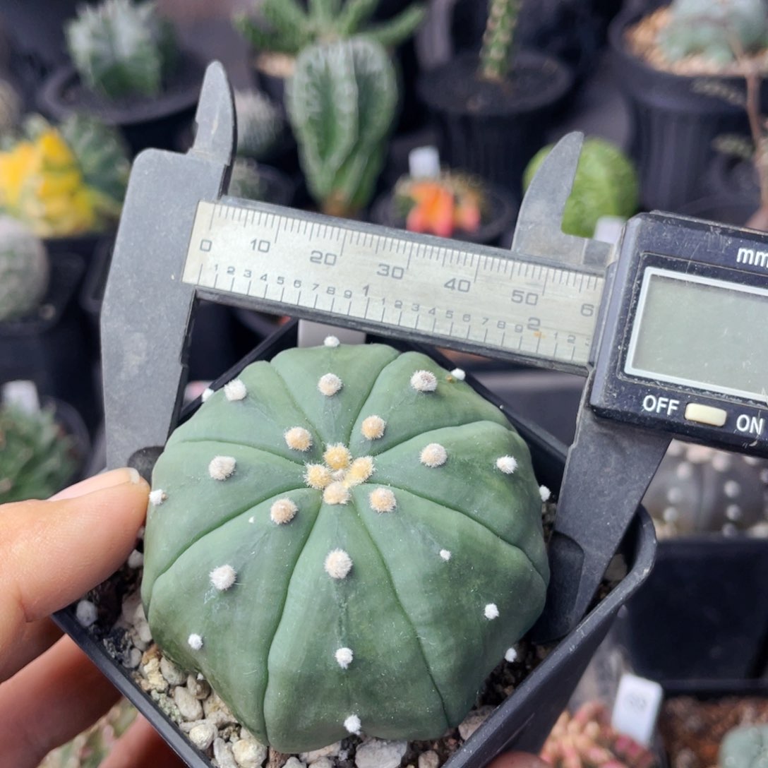 仙人球满28包邮盆口径5公分指纹海星