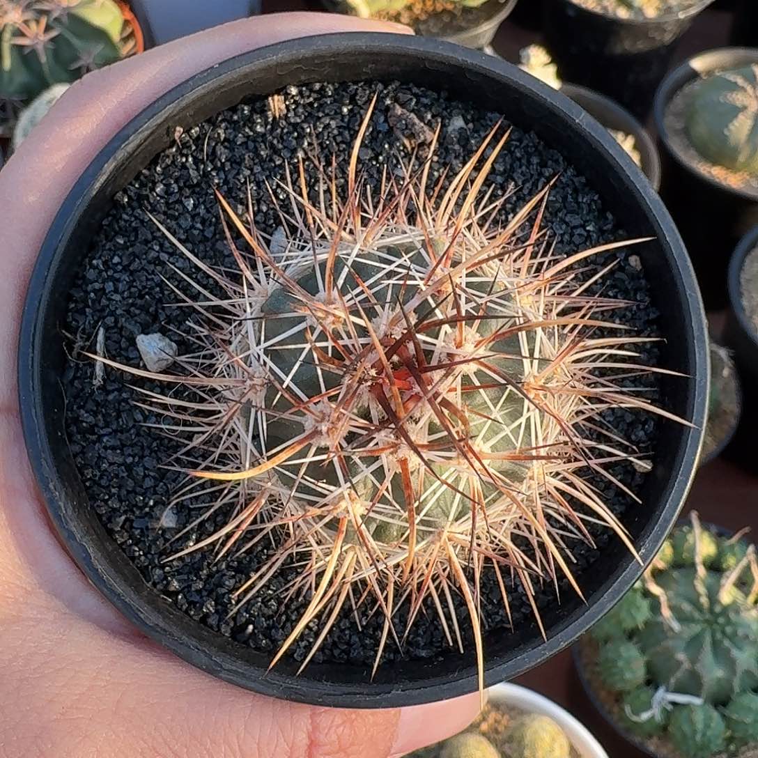 林氏幻虾仙人球12345