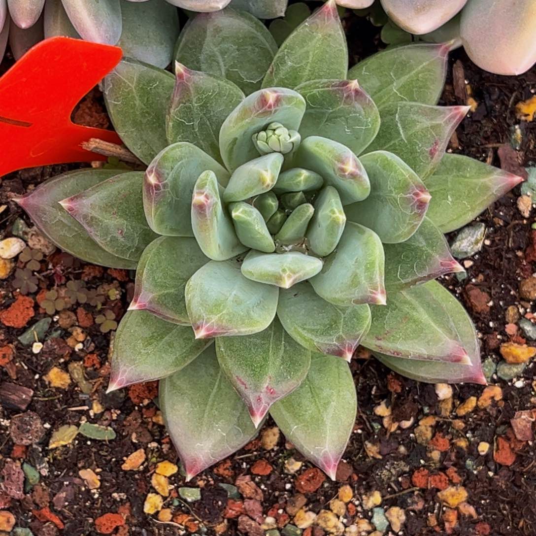 0007号上午多肉植物群生多肉