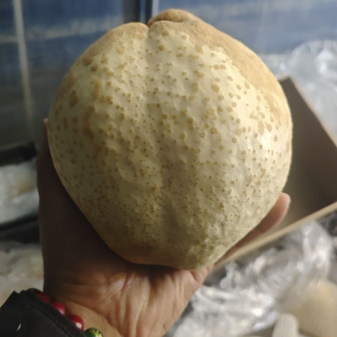 酥梨超大果，单个1.7斤以上，一箱四个，包邮