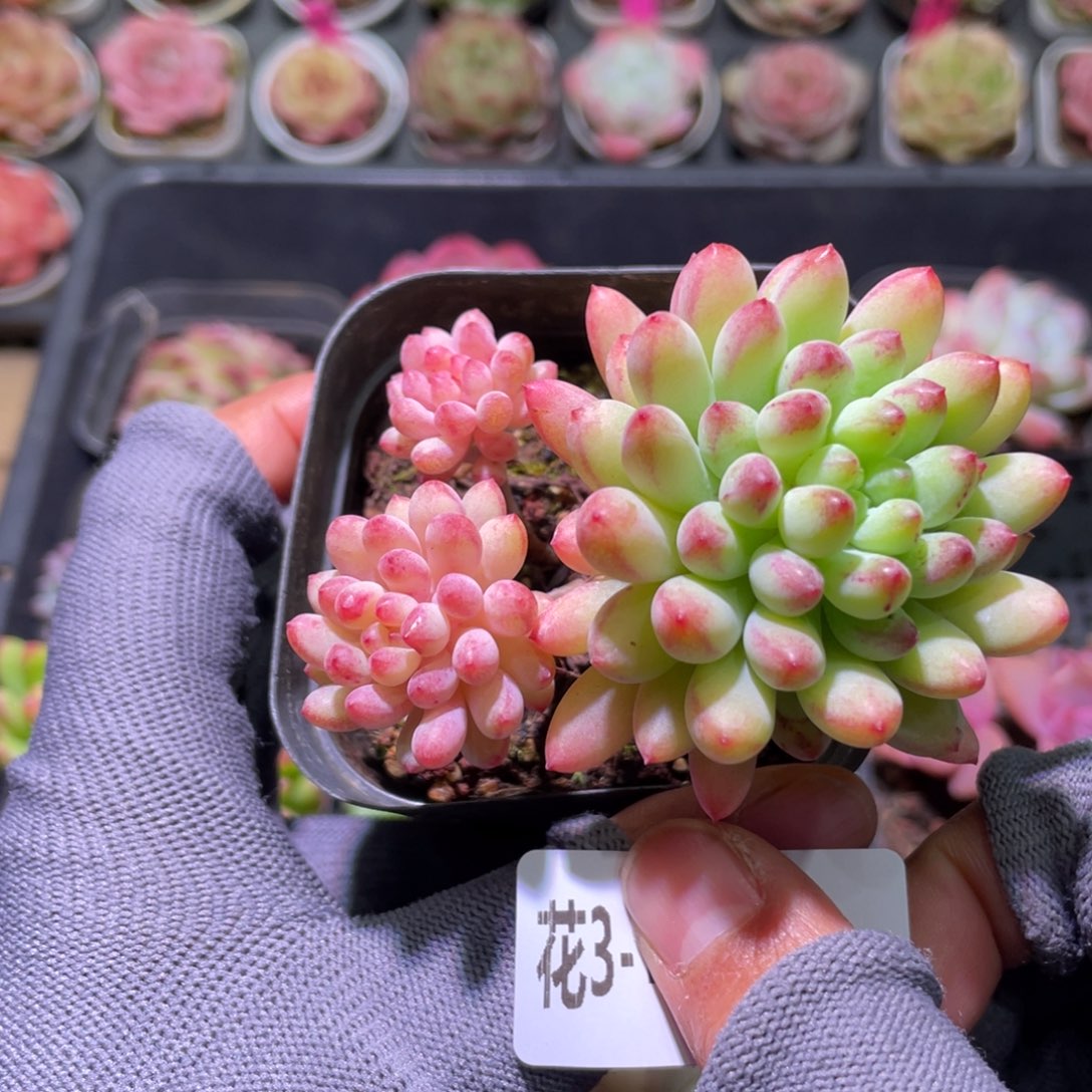 花利美3-413烟花  