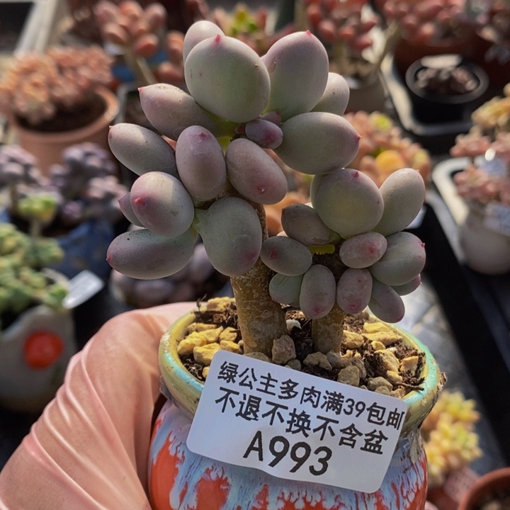 四代苹果奶6cm993多肉植物